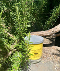 Lime and Coconut vegan soy candle nestled in rosemary bush